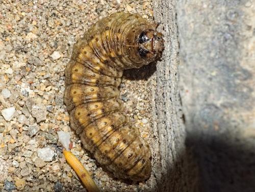 Réf. 337 319 : Agrotis segetum